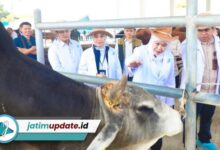 BBIB Singosari Dinilai Jadi Aset Strategis, Semen Wagyu dan Belgian Blue Jadi Andalan Baru