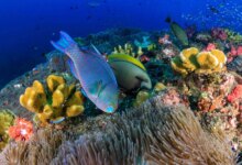 Parrotfish Ternyata Menghasilkan Pasir Pantai, Begini Proses Aneh di Tubuhnya