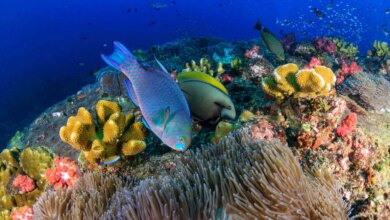 Parrotfish Ternyata Menghasilkan Pasir Pantai, Begini Proses Aneh di Tubuhnya
