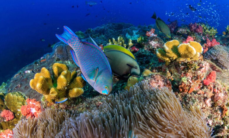 Parrotfish Ternyata Menghasilkan Pasir Pantai, Begini Proses Aneh di Tubuhnya