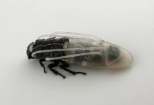 Kecoak Cyborg Ini Bisa Bertahan 3 Jam Di Bawah Air, Siap Masuk Area Bencana
