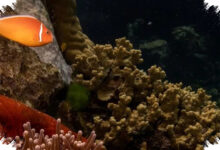 UNESCO Tak Masukkan Great Barrier Reef ke Daftar Bahaya, Australia Lega
