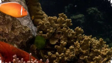 UNESCO Tak Masukkan Great Barrier Reef ke Daftar Bahaya, Australia Lega