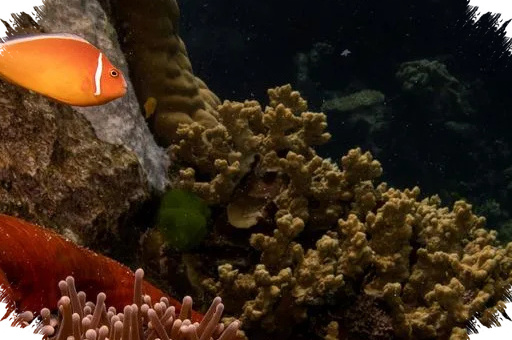 UNESCO Tak Masukkan Great Barrier Reef ke Daftar Bahaya, Australia Lega
