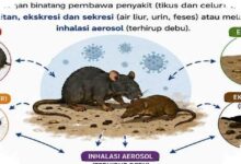 WHO Akhiri Wabah Hantavirus di MV Hondius, Pelacakan 650 Kontak Rampung