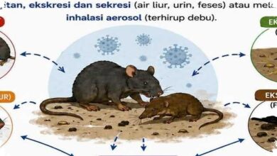 WHO Akhiri Wabah Hantavirus di MV Hondius, Pelacakan 650 Kontak Rampung