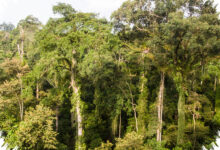 5 Perbedaan Besar Hutan Pegunungan dan Dataran Rendah yang Sering Terlewat