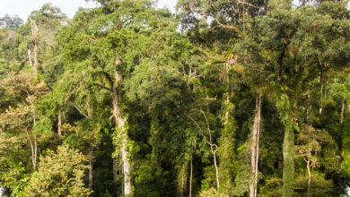 5 Perbedaan Besar Hutan Pegunungan dan Dataran Rendah yang Sering Terlewat