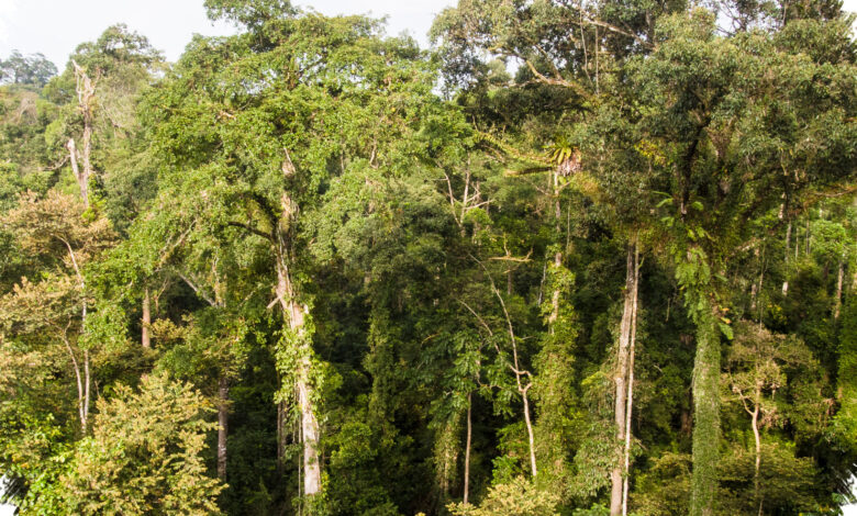 5 Perbedaan Besar Hutan Pegunungan dan Dataran Rendah yang Sering Terlewat