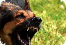 6 Alasan Anjing Kecil Sering Terlihat Lebih Galak, Ternyata Bukan Soal Ukuran Saja