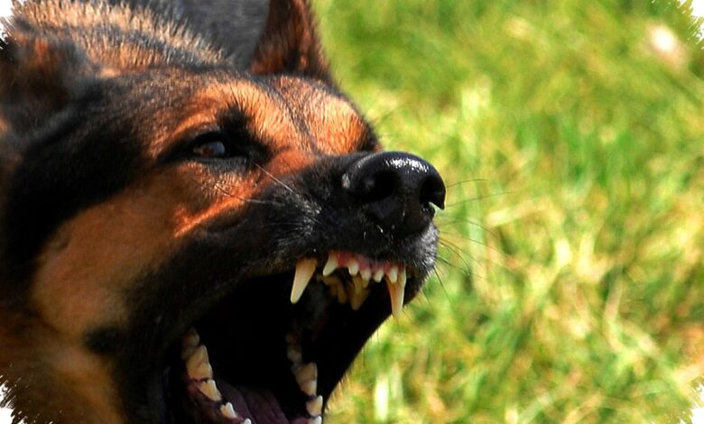 6 Alasan Anjing Kecil Sering Terlihat Lebih Galak, Ternyata Bukan Soal Ukuran Saja