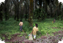 Harga Sawit Menguat di Musi Rawas, Petani Mulai Serius Rawat Kebun Lagi