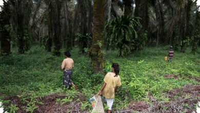 Harga Sawit Menguat di Musi Rawas, Petani Mulai Serius Rawat Kebun Lagi