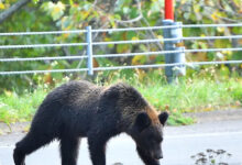 Jepang Kembali Dikepung Beruang, 50.000 Penglihatan dan Kematian Baru Picu Alarm