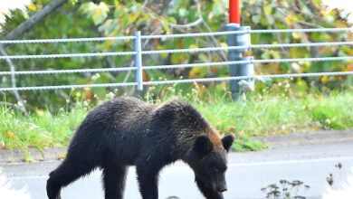 Jepang Kembali Dikepung Beruang, 50.000 Penglihatan dan Kematian Baru Picu Alarm