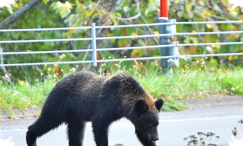 Jepang Kembali Dikepung Beruang, 50.000 Penglihatan dan Kematian Baru Picu Alarm