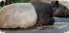 Tapir Disembelih Lalu Dimasak di Mesuji, 4 Warga Ditangkap Polisi