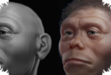 Homo Floresiensis Bukan Pemburu Besar, Komodo Diduga Lebih Dulu Menguasai Bangkai