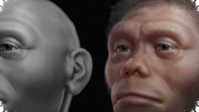 Homo Floresiensis Bukan Pemburu Besar, Komodo Diduga Lebih Dulu Menguasai Bangkai