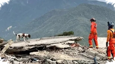 Anjing Pelacak Inggris Sisir 500 Gedung di Zona Gempa Venezuela, Pencarian Masih Kritis