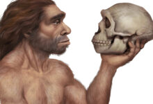 Fosil Anak 5 Tahun Ini Ungkap Kawin Silang Homo Sapiens dan Neanderthal Jauh Lebih Awal