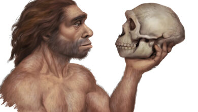 Fosil Anak 5 Tahun Ini Ungkap Kawin Silang Homo Sapiens dan Neanderthal Jauh Lebih Awal