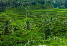 SIM Telat Sehari Saja Bisa Hangus, Pemiliknya Harus Urus dari Awal