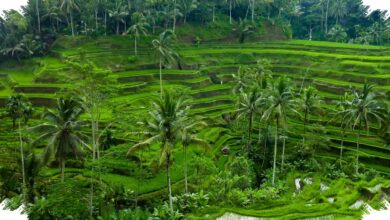 SIM Telat Sehari Saja Bisa Hangus, Pemiliknya Harus Urus dari Awal