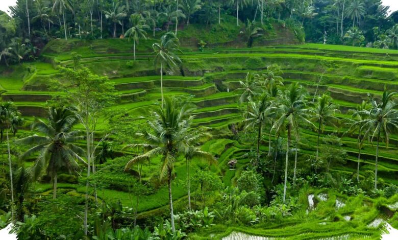 SIM Telat Sehari Saja Bisa Hangus, Pemiliknya Harus Urus dari Awal