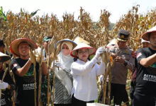 GP Ansor Semarang Panen Jagung di Lahan Sewa, Langkah Kecil yang Punya Dampak Besar