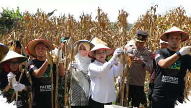 GP Ansor Semarang Panen Jagung di Lahan Sewa, Langkah Kecil yang Punya Dampak Besar