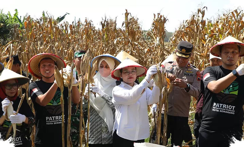 GP Ansor Semarang Panen Jagung di Lahan Sewa, Langkah Kecil yang Punya Dampak Besar