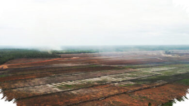 Rp 1,33 Triliun Digelontorkan ke Papua Selatan, Merauke Disiapkan Jadi Lumbung Pangan Timur