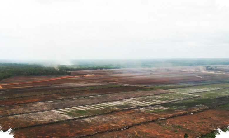 Rp 1,33 Triliun Digelontorkan ke Papua Selatan, Merauke Disiapkan Jadi Lumbung Pangan Timur