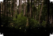 Lampu LED Terlalu Terang, Kunang-Kunang Makin Sulit Bertahan