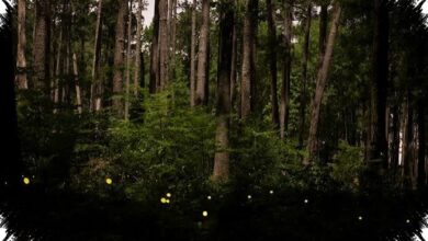 Lampu LED Terlalu Terang, Kunang-Kunang Makin Sulit Bertahan