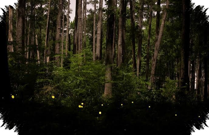 Lampu LED Terlalu Terang, Kunang-Kunang Makin Sulit Bertahan