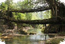 5 Fakta Jembatan Akar Hidup Meghalaya yang Justru Makin Kuat Saat Tua