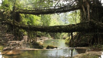 5 Fakta Jembatan Akar Hidup Meghalaya yang Justru Makin Kuat Saat Tua
