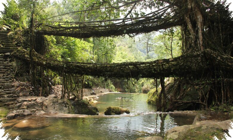5 Fakta Jembatan Akar Hidup Meghalaya yang Justru Makin Kuat Saat Tua