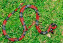 Selandia Baru Ternyata Bebas Ular Bukan Hanya Karena Cuaca, Ada Aturan Keras di Baliknya