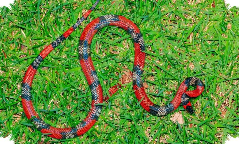 Selandia Baru Ternyata Bebas Ular Bukan Hanya Karena Cuaca, Ada Aturan Keras di Baliknya