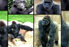Gorila Vs Buaya, Kenapa Lokasi Pertarungan Justru Menentukan Siapa yang Menang