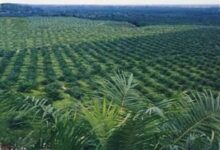 Agrinas Palma Siapkan 20.000 Rekrutmen, Kebun Sawit Sitaan Negara Jadi Mesin Kerja Baru
