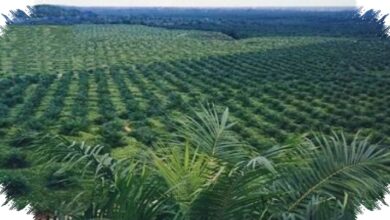 Agrinas Palma Siapkan 20.000 Rekrutmen, Kebun Sawit Sitaan Negara Jadi Mesin Kerja Baru