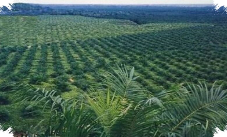 Agrinas Palma Siapkan 20.000 Rekrutmen, Kebun Sawit Sitaan Negara Jadi Mesin Kerja Baru
