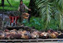 Limbah Sawit yang Tadinya Masalah, Kini Bisa Jadi Sumber Solusi Hijau Bernilai Ekonomi