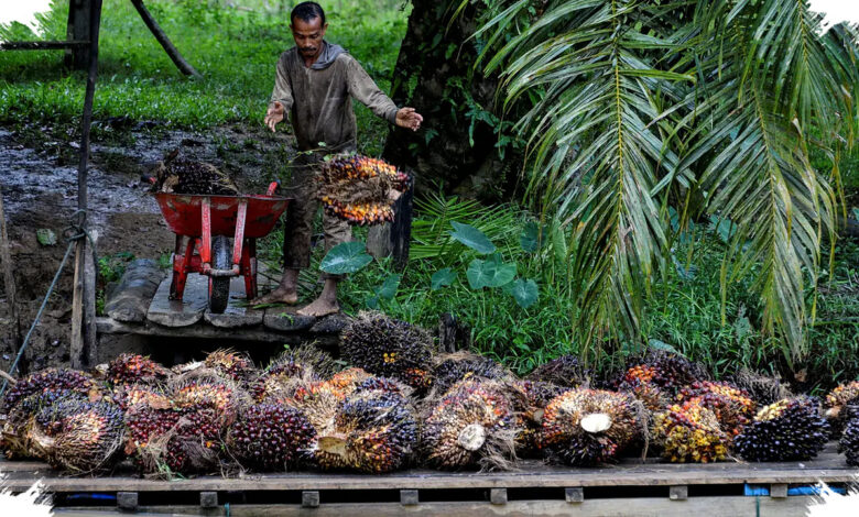 Limbah Sawit yang Tadinya Masalah, Kini Bisa Jadi Sumber Solusi Hijau Bernilai Ekonomi