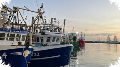 Gelombang Panas Laut Ekstrem Mengintai Inggris, Biota Laut Bisa Tersapu Mati Massal