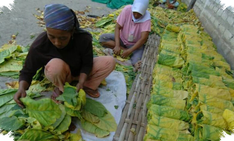 Penyeragaman Kemasan Rokok Bikin Petani Tembakau Jawa Barat Waswas, IHT Tertekan